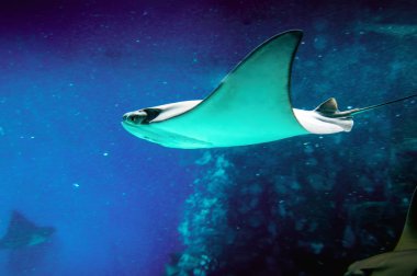 Bir mercan kayalığı suları Okyanusu çevresinde yüzen güzel Stingray.