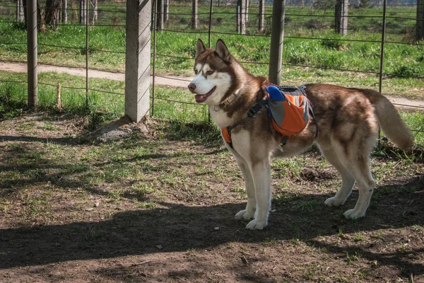 Husky perro con una mochila naranja en la espalda . —  Fotos de Stock