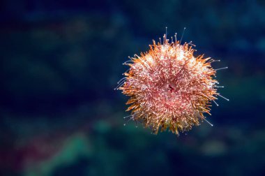 Şaşırtıcı deniz anemone için akvaryum camına. Suda yaşayan hayvan.