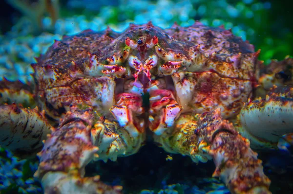 Kamchatka crab close-up.