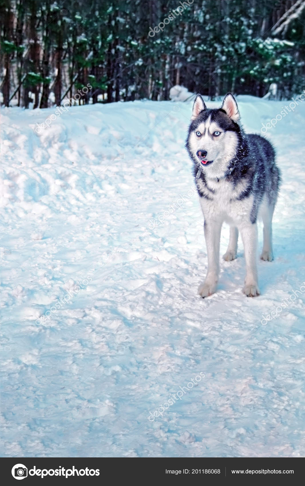Sibirischer Husky Hund Mit Blauen Augen Im Winterwald Kopierraum Stockfotografie Lizenzfreie Fotos C Westsib 201186068 Depositphotos