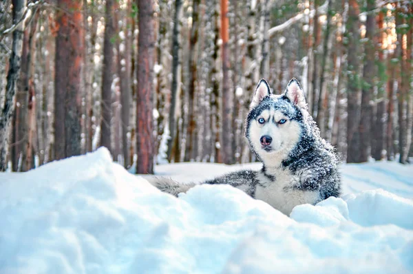 Portrait  Siberian husky dog in winter forest. Winter snow nature forest landscape.