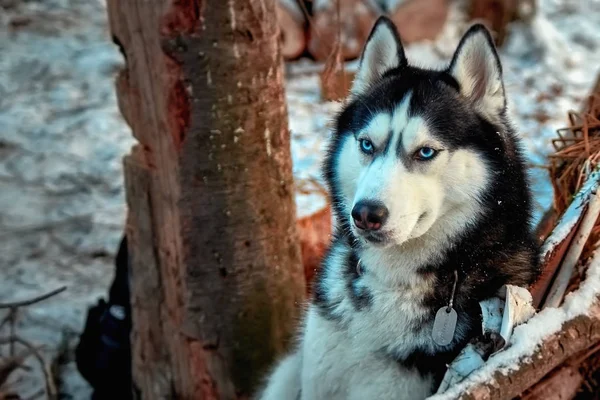 Portrait Siberian husky dog with blue eyes. Thoughtful dog sits in the winter forest. Beautiful portrait for concept design. — Stock Photo, Image