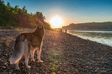 Köpek gün batımında görünüyor. Siberian dış yapraklar akşam yaz nehir kıyısında. Arkadan görünüm. Kopya alanı.