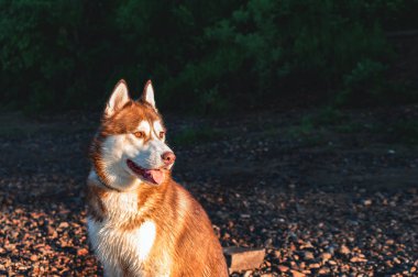 Portre sevimli Siberian dış yapraklar. Günbatımında yeşillik karanlık bir arka plan üzerinde güzel kızıl saçlı köpek. Kopya alanı.