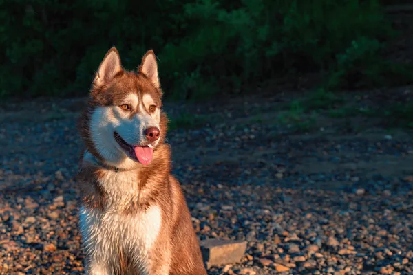 Portret Schattig Siberische Husky Mooie Roodharige Hond Zonsondergang Een Donkere — Stockfoto