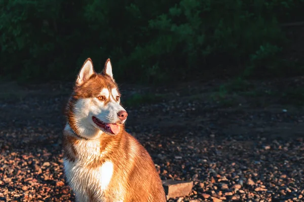Portre sevimli Siberian dış yapraklar. Günbatımında yeşillik karanlık bir arka plan üzerinde güzel kızıl saçlı köpek. Kopya alanı.