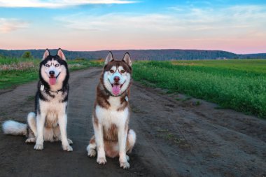 Kirli bir yolun ortasında yeşil alanlar iki Sibirya husky köpek oturmak. Sevimli hayvanlar, akşam yatay.