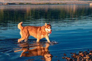 Kırmızı Sibirya husky köpek ayakta akşam ışığı suda.