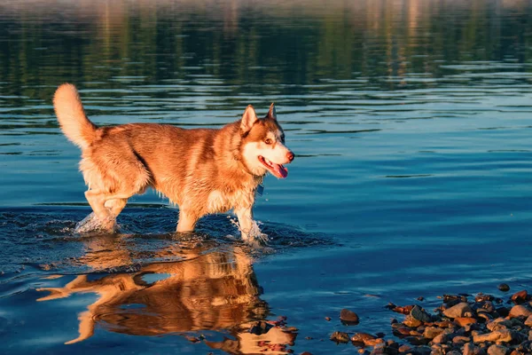 El perro sale del agua. Rojo siberiano husky corriendo en el agua en la luz de la noche . —  Fotos de Stock