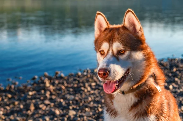 Portret piękne Siberian husky. Czerwony pies w promieniach zachodzącego słońca na tle rzeki. — Zdjęcie stockowe