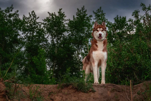 Μεγαλόσωμος σκύλος στέκεται στην κορυφή του βράχου με θολό ουρανούς και δέντρα στο παρασκήνιο. Έννοια περπάτημα με Χάσκυ Σιβηρίας στη βροχή. — Φωτογραφία Αρχείου
