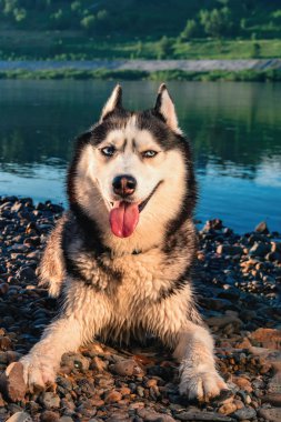 Husky köpek gülümsüyor. Portre bir arka plan mavi su kıyısında yalan mavi gözlü Sibirya husky. Oynak ruh hali.