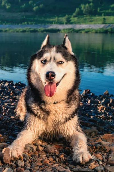 Un cane husky sorridente. Ritratto husky siberiano con occhi azzurri adagiati sulla riva su uno sfondo di acqua blu. umore giocoso . — Foto Stock