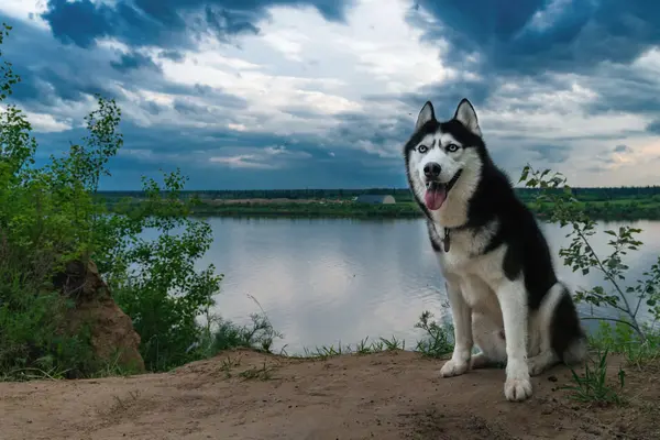 Retrato de husky siberiano. Husky cão com olhos azuis senta-se na margem do rio no fundo das nuvens. Paisagem dramática de verão . — Fotografia de Stock