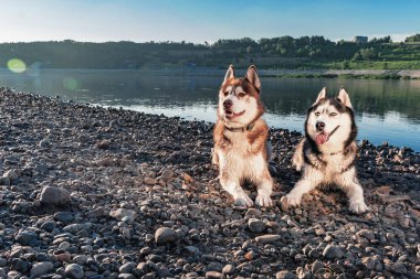 Portre iki Siberian dış yapraklar hayat seviyor. Güzel kıyısında mutlu gülümseyen husky köpekleri nehir yaz. Yumuşak sıcak akşam ışığı.