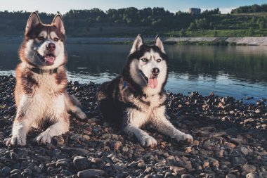 Portre iki Siberian dış yapraklar. Güzel kıyısında mutlu gülümseyen husky köpekleri nehir yaz. Yumuşak sıcak akşam ışığı.