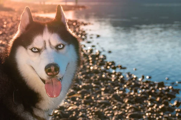 Retrato positivo Siberian Husky ama a vida. Feliz cão de trabalho afectuoso. Sorrindo Husky cão olha para a câmera . — Fotografia de Stock