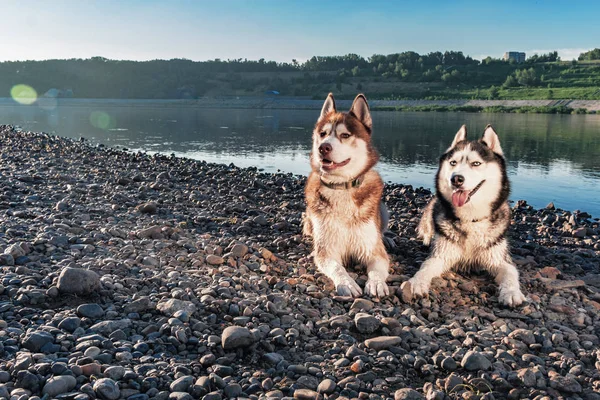 Portre iki Siberian dış yapraklar hayat seviyor. Güzel kıyısında mutlu gülümseyen husky köpekleri nehir yaz. Yumuşak sıcak akşam ışığı.