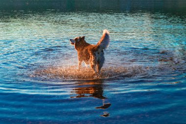 Köpek su nehir yıkanan sonra sallar. Siberian dış yapraklar suda batan güneşin ışınları kapalı sallıyor. Evde beslenen hayvan ile yürüme.
