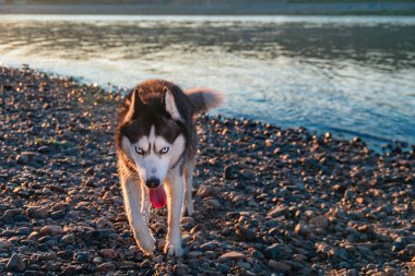 Sibirya husky köpek nehir kıyısında gitmek.