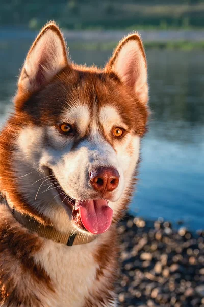 Güzel kırmızı Siberian dış yapraklar portresi.