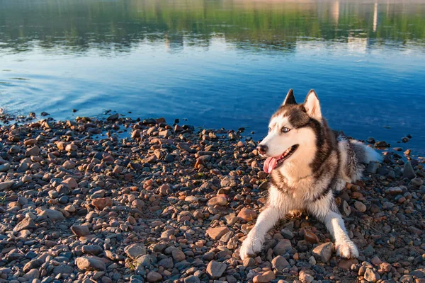 Siberian husky dog lie on the river shore. Espaço de cópia . — Fotografia de Stock