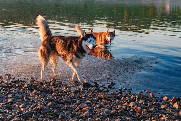 Dogs play in water. Portrait two Siberian husky run along the shallow water of the river near the shore.