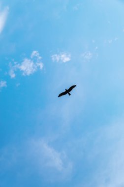 Mavi gökyüzü arka plan üzerinde uçurtma. Alt görünümü. Okyanus üzerinde gökyüzünde uçan kuş.