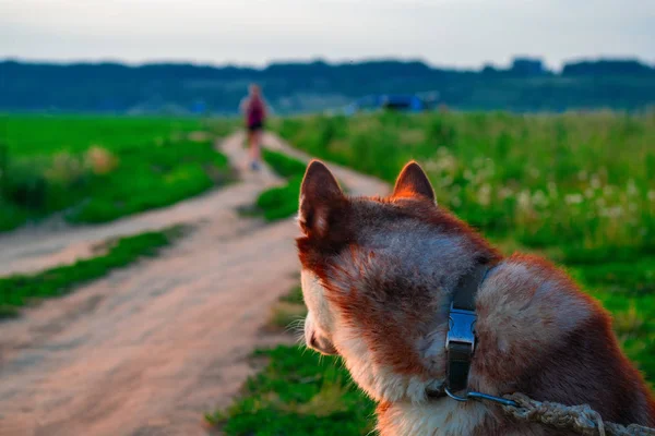 Портрет здоровенной собаки с видом сзади. Красно-сибирская хаски поворачивается, чтобы посмотреть на силуэт человека, выходящего на грунтовую дорогу . — стоковое фото