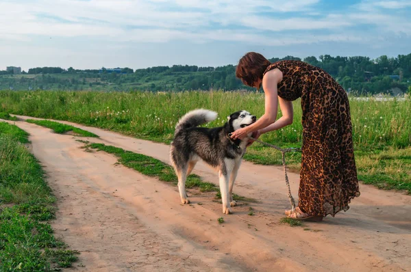 El dueño viste el collar de perro husky. La azafata sujeta la correa al collar husky siberiano. Concepto de caminar con mascotas en el parque . —  Fotos de Stock