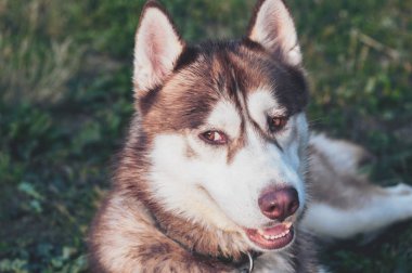 Portre Siberian dış yapraklar. Güzel kırmızı köpek portre yeşil zemin üzerinde. Sevimli köpek.