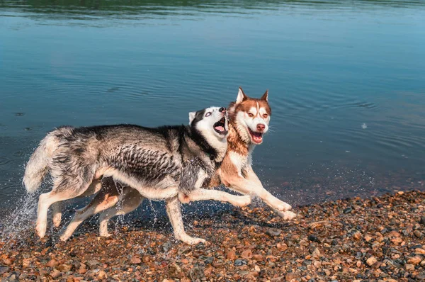 Les chiens humides jouent sur la rive d'une rivière d'été. Joyeux husky sibérien court le long du rivage . — Photo