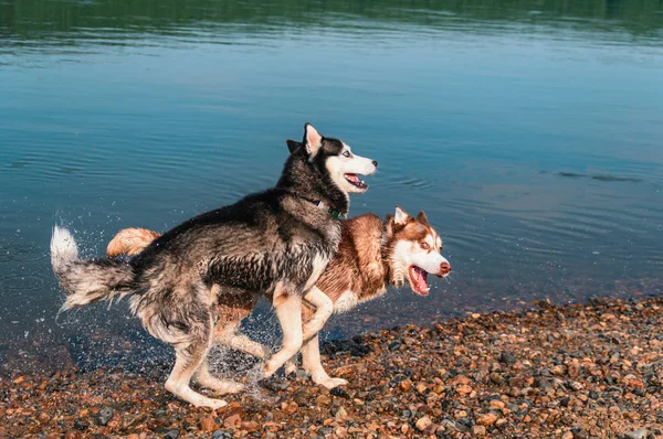 Chiens husky humides jouent sur la rive d'une rivière d'été. Heureux husky sibérien court le long du rivage . — Photo
