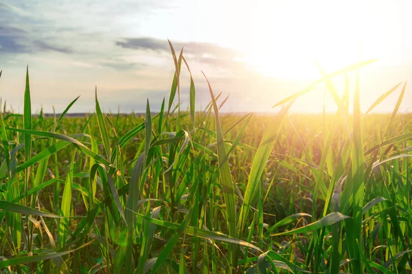 Verdadero verde hierba blackgroud con sol de noche brilla. Las plantas crecen . — Foto de Stock