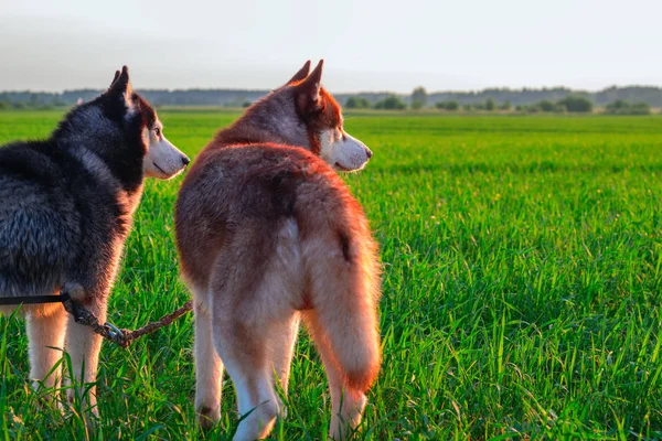 Deux chiens husky dans le champ au coucher du soleil. Les huskies sibériens se promènent sur un champ verdoyant, soirée d'été chaude aux rayons couchant le soleil Vue arrière — Photo