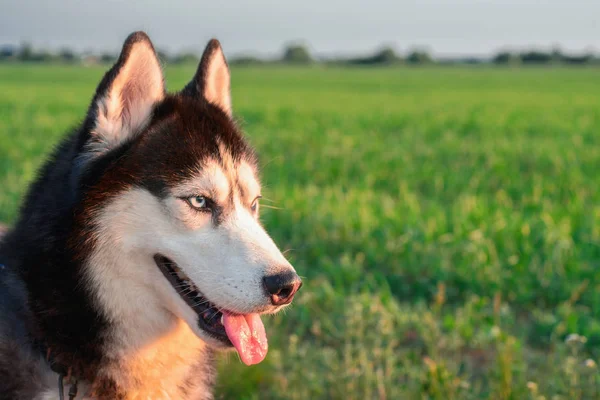 Husky köpek portre yeşil çim zemin üzerine. Sibirya husky mavi gözleri ve dilini. Akşam yaz ışığı. Yan görünüm. — Stok fotoğraf