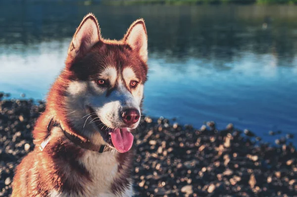 Cão ao pôr do sol ao lado de um rio - husky siberiano com cara bonita . — Fotografia de Stock