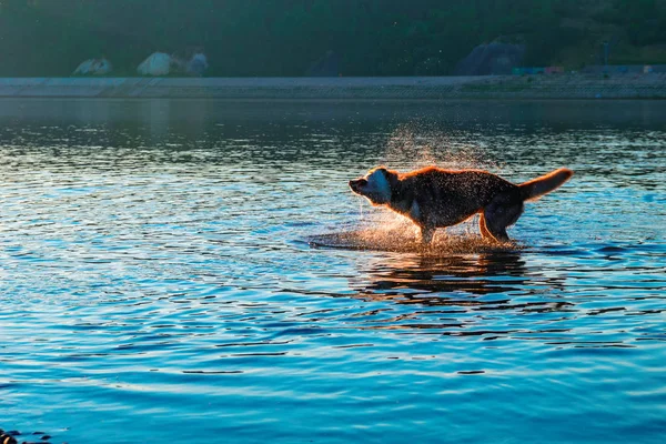 Chien secouant l'eau debout en eau peu profonde. Paysage nocturne avec une silhouette de chien dans les rayons du soleil couchant . — Photo