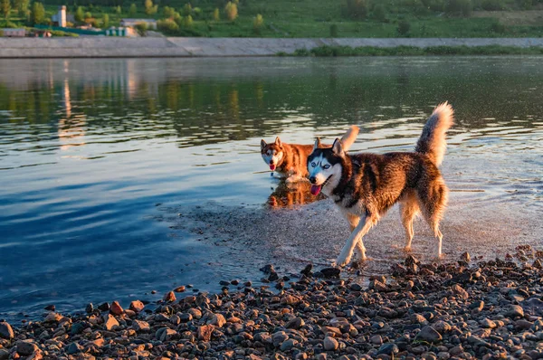 Two husky dogs play and run in shallow water, outdoors, friendship, relationship, together. Sunny warm summer evening in park.