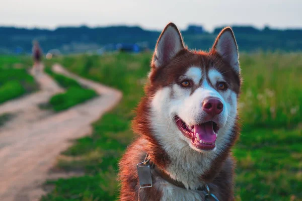 Retrato belo cão na natureza paisagem . — Fotografia de Stock