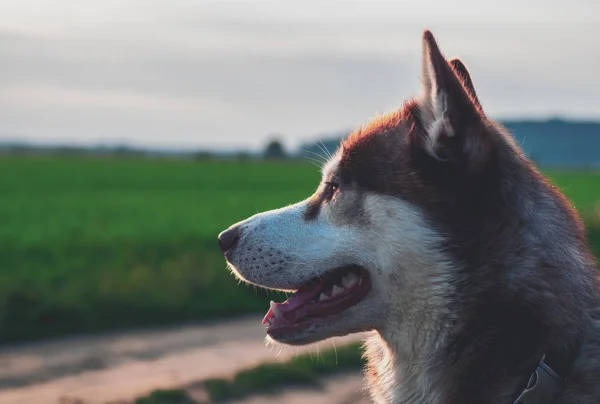 Портрет собаки, расслабляющей дыхание свежим воздухом на вечернем зеленом поле — стоковое фото