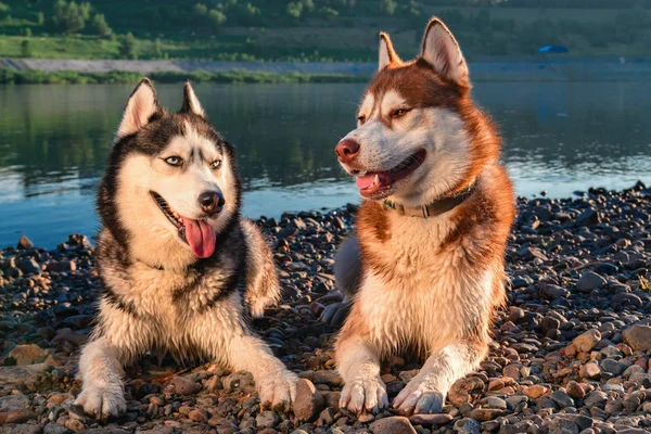 Retrato sorrindo cães huskies siberianos. Dois bonito feliz husky cães noite retrato no fundo do rio de verão . — Fotografia de Stock