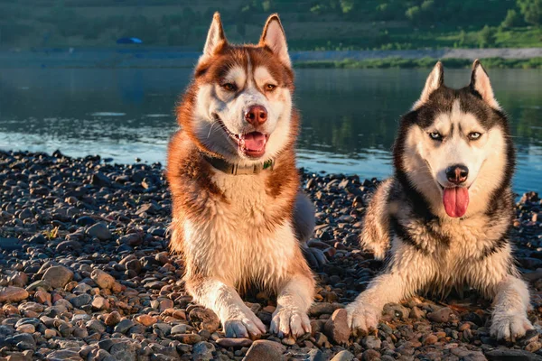 肖像两个可爱的狗, 晚上在夏季河的背景照片. — 图库照片