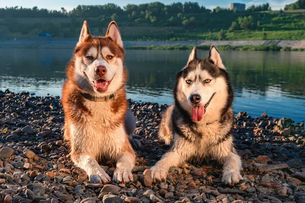 Retrato dois cães huskies siberianos mentindo. Bonito feliz husky cães noite retrato no fundo do rio de verão — Fotografia de Stock