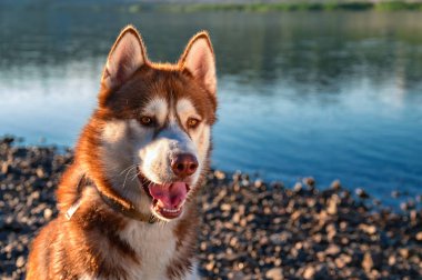 Güneş ışınları sahil akşam nehirde güzel husky köpek oturur. 