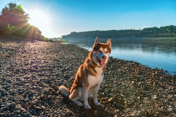 Hermoso perro se sienta en la orilla del río por la noche en el sol poniente rayos. Lindo husky siberiano rojo en el fondo de un río sereno y cielo azul —  Fotos de Stock