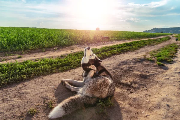 Zabawny pies drapie ucho. Husky pies śmiesznie rozciąga się szyi do grzebienia ucha z łapą. Pojęcie swędzenie w uchu. — Zdjęcie stockowe