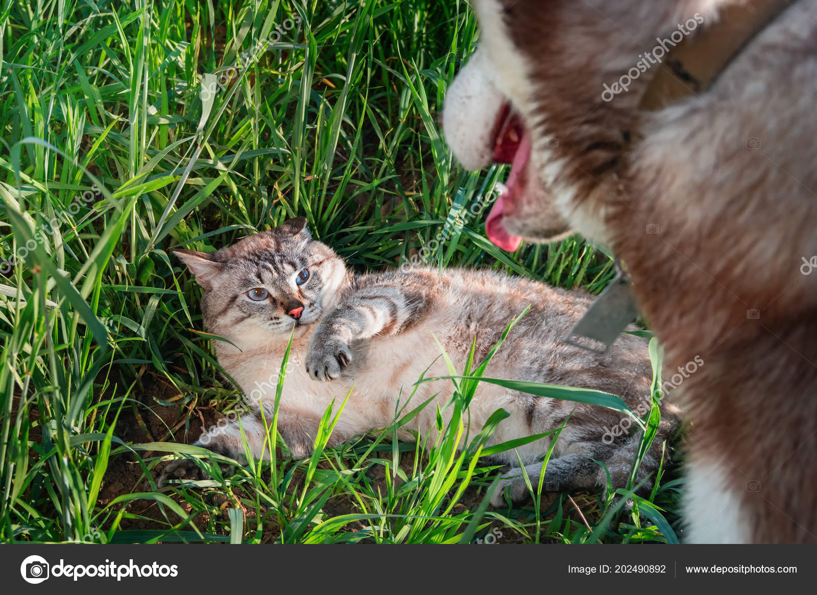 Chiens Vs Chats Images Libres De Droit Photos De Chiens Vs Chats Depositphotos Chiens Vs Chats Images Libres De Droit Photos De Chiens Vs Chats Depositphotos