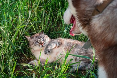 Kedi vs köpek. Düşmanlık, düşmanca kavramı. Kedi mavi gözlü Husky köpek saldırdı